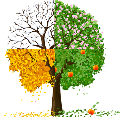 seasons- we use a tree to show the change of the seasons.
