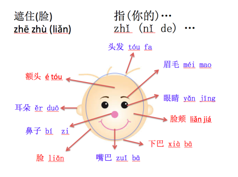 face-脸