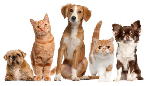Animals & Pets Unit Plan