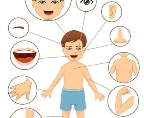 Body Parts