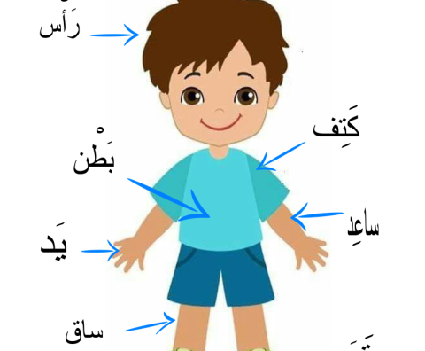 Body Parts in Arabic