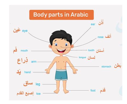 body parts Arabic