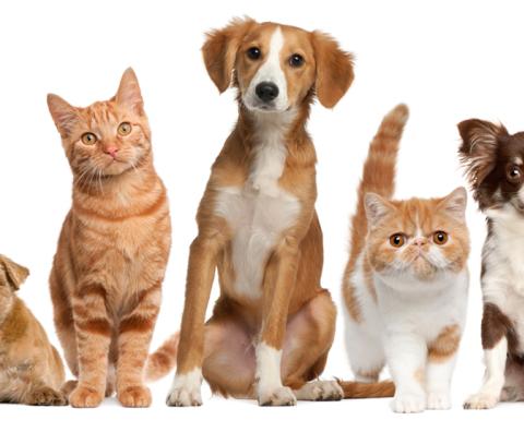 Animals & Pets Unit Plan