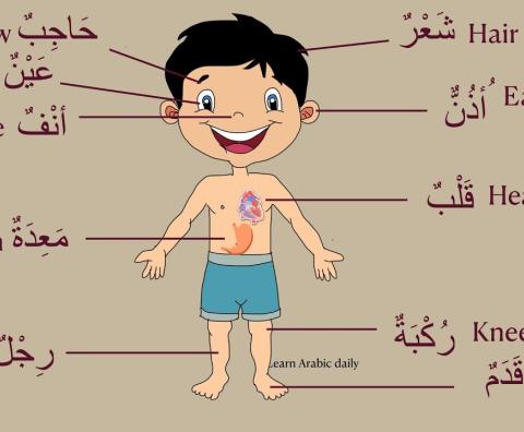 body parts Arabic